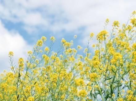 Spring is the perfect season to see rape flowers