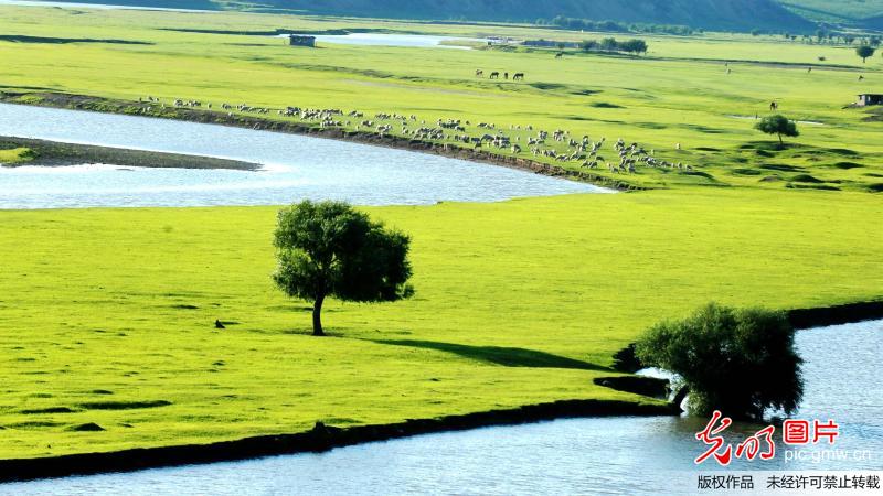 Scenery of Hulunbeier Grassland in N China