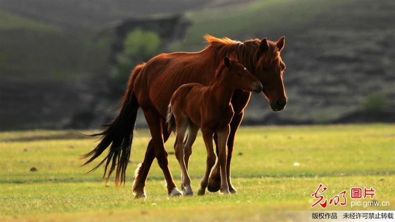 Scenery of Hulunbeier Grassland in N China