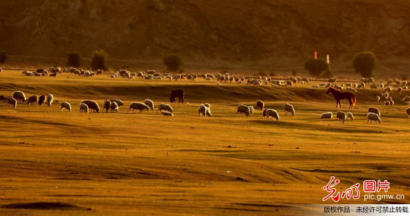 Scenery of Hulunbeier Grassland in N China