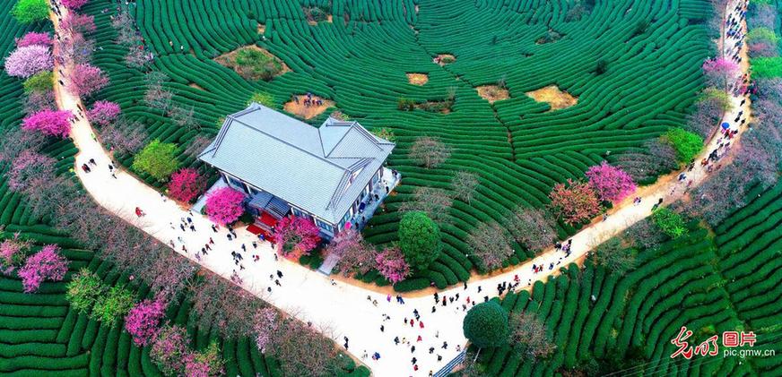 Tourists view cherry blossoms in SE China’s Fujian Province