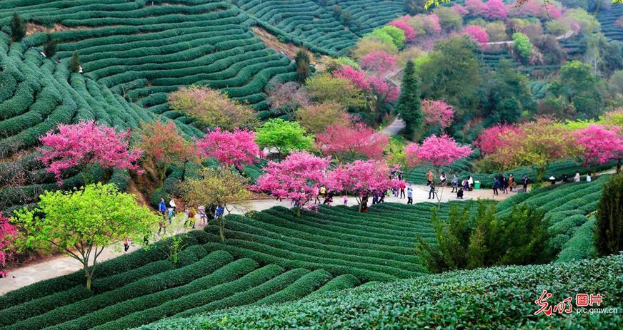 Tourists view cherry blossoms in SE China’s Fujian Province