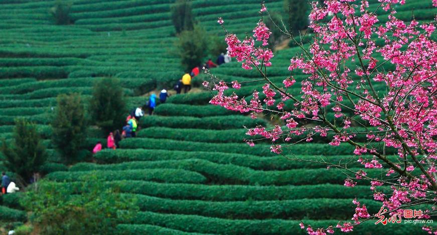 Tourists view cherry blossoms in SE China’s Fujian Province