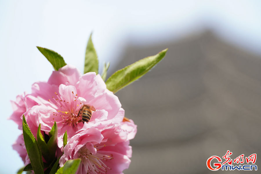 Spring scenery at Peking University in Beijing