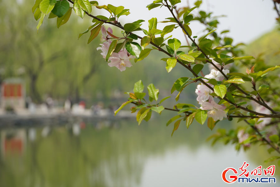 Spring scenery at Peking University in Beijing