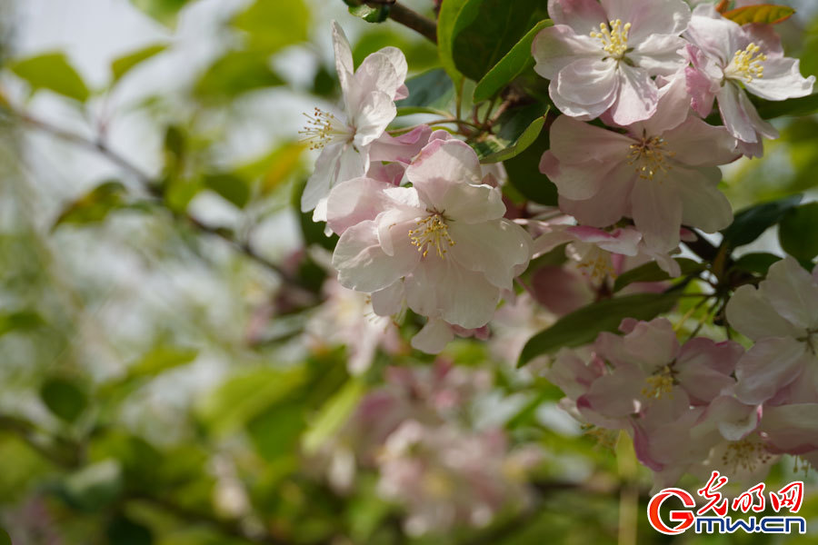 Spring scenery at Peking University in Beijing