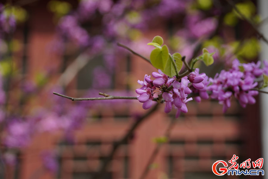 Spring scenery at Peking University in Beijing