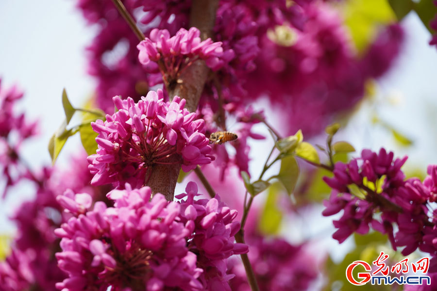 Spring scenery at Peking University in Beijing