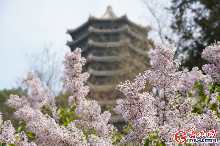 Spring scenery at Peking University in Beijing