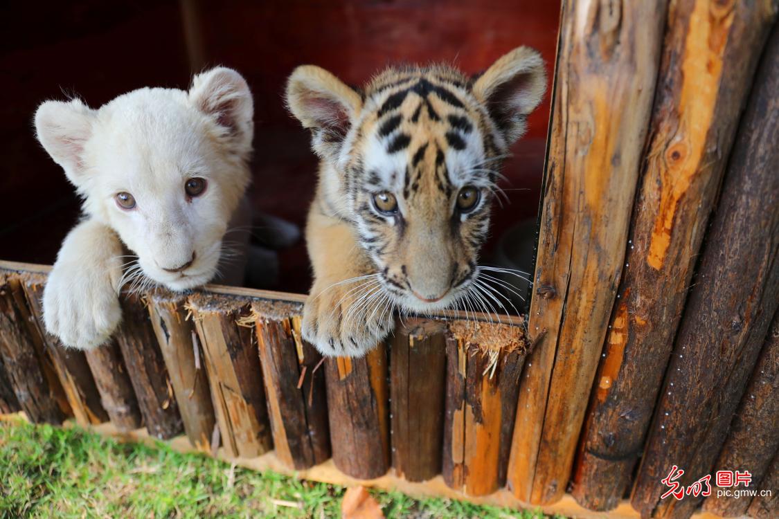 White lion cub and Siberian tiger cub made their debut at Nantong Forest Wildlife Park in E China's Jiangsu