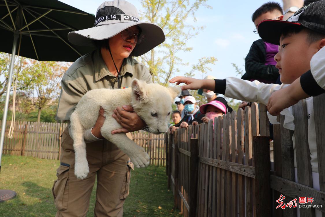 White lion cub and Siberian tiger cub made their debut at Nantong Forest Wildlife Park in E China's Jiangsu