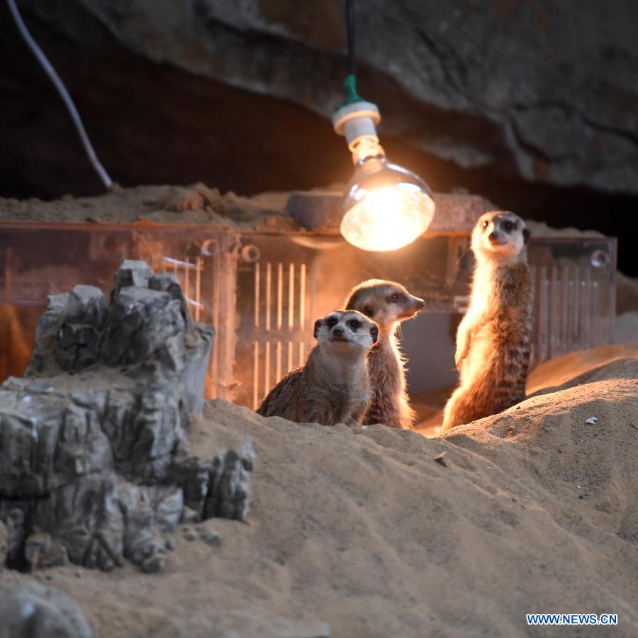 In pics: animals at Chongqing Zoo