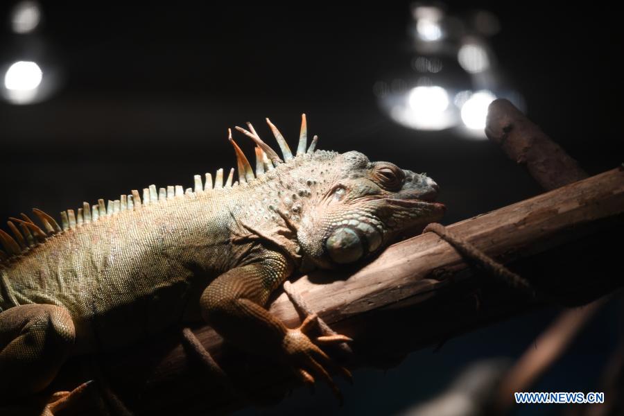 In pics: animals at Chongqing Zoo