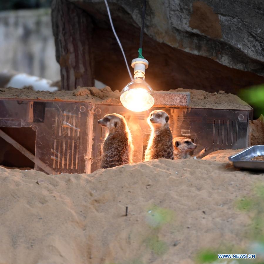 In pics: animals at Chongqing Zoo