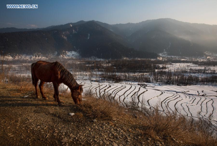 View of snow-covered fields at village in Anantnag