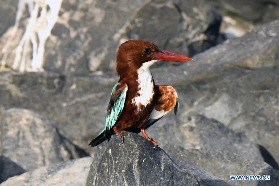 White-throated kingfishers forage in Kuwait City, Kuwait