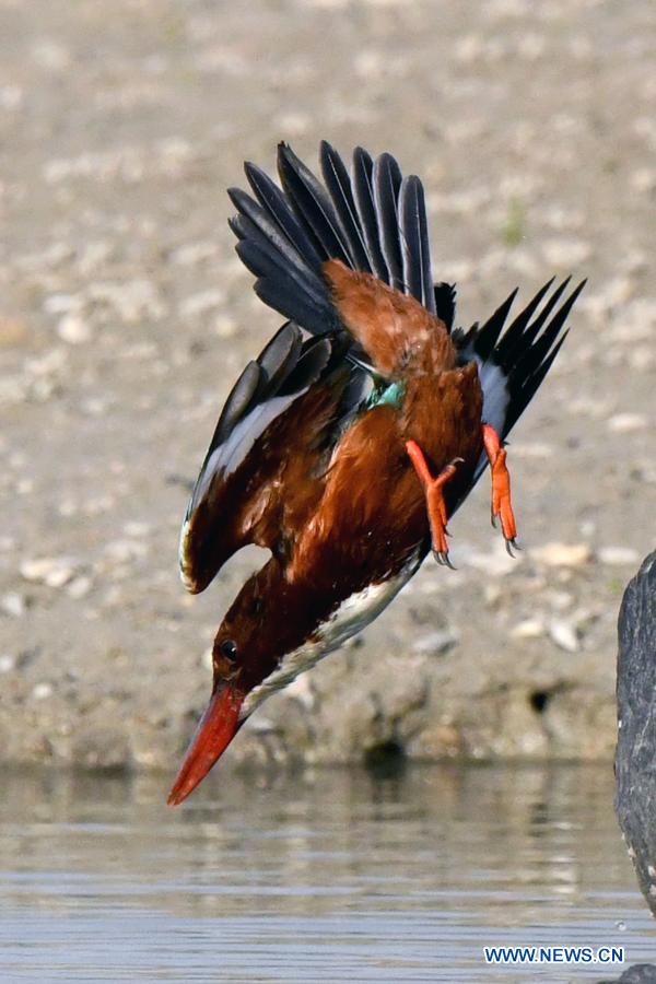 White-throated kingfishers forage in Kuwait City, Kuwait