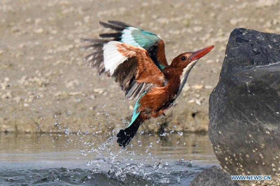 White-throated kingfishers forage in Kuwait City, Kuwait