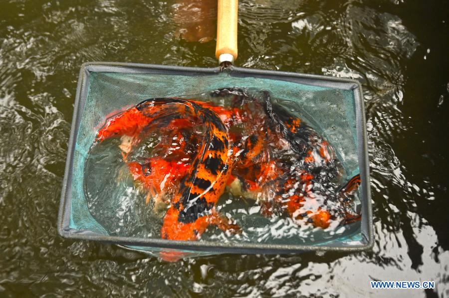 Ornamental fish seen at farm in Bangladesh