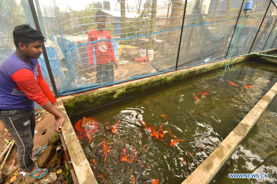 Ornamental fish seen at farm in Bangladesh