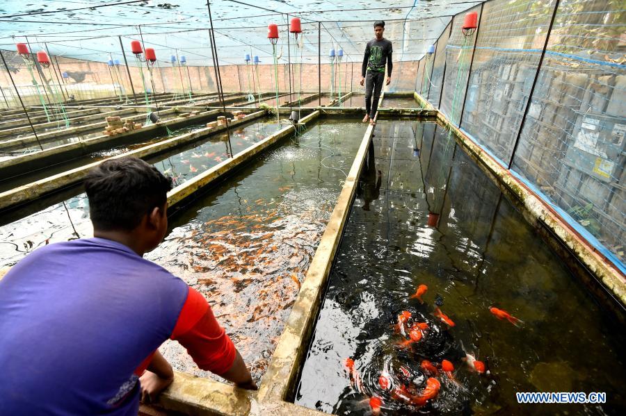 Ornamental fish seen at farm in Bangladesh