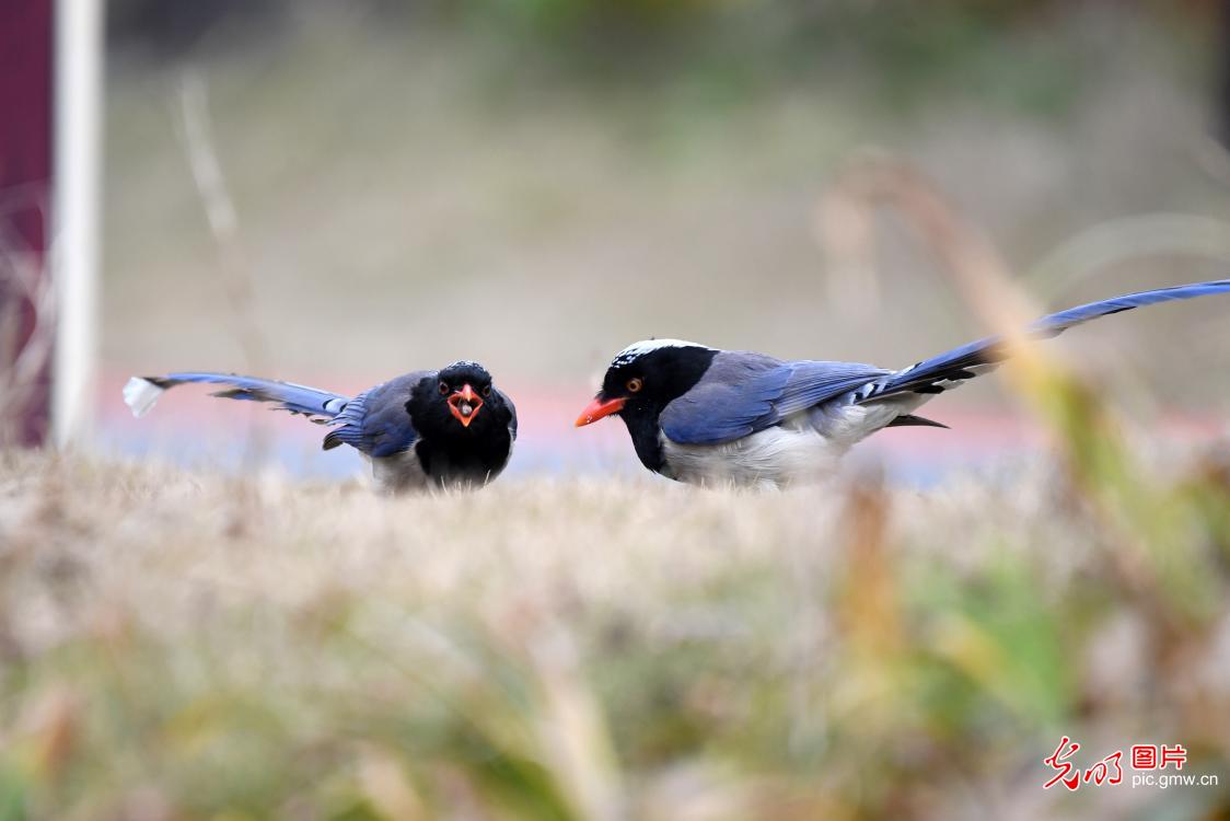 Red-billed blue magpies forage in SW China's Guizhou Province