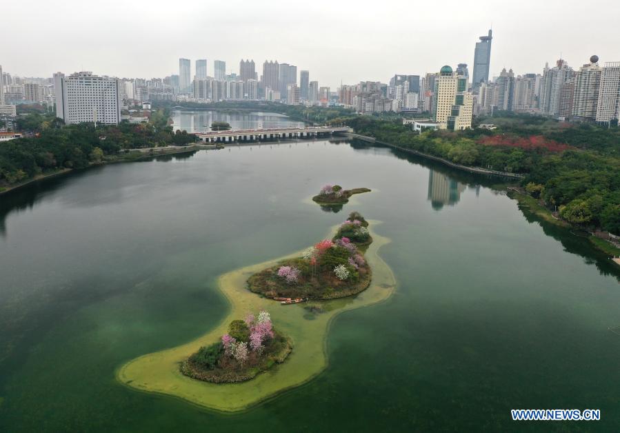 In pics: blooming flowers on small islands in middle of Nanhu Lake in Nanning