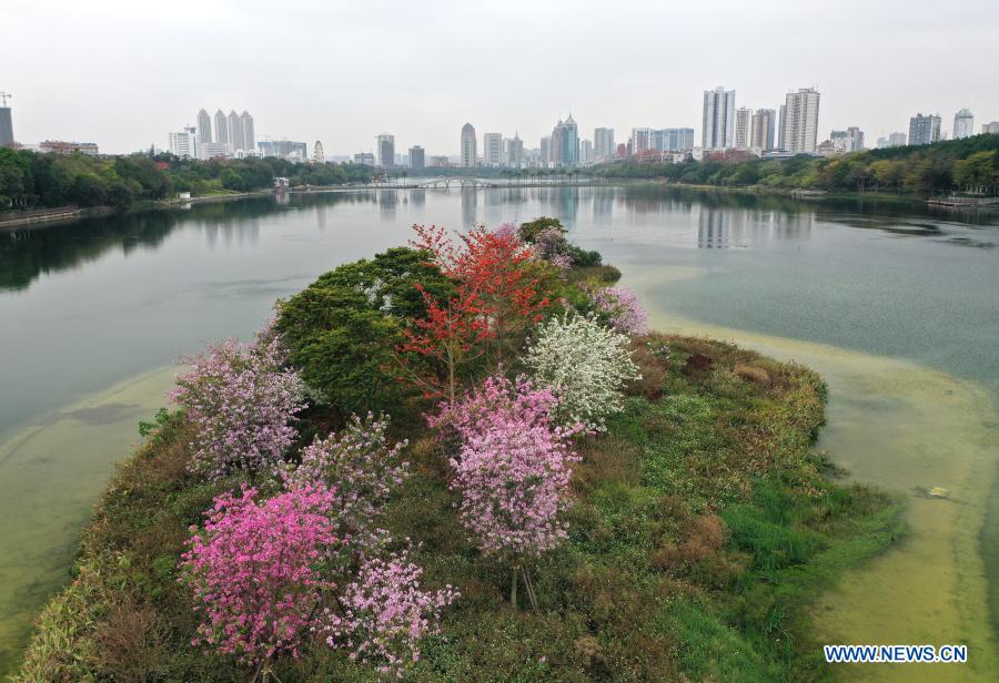 In pics: blooming flowers on small islands in middle of Nanhu Lake in Nanning