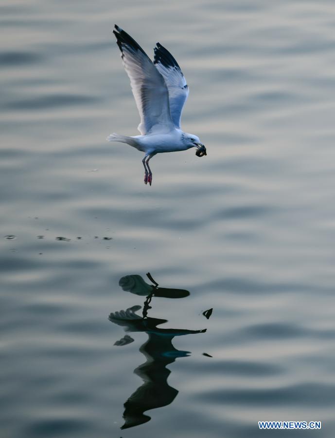 Ecological environment improved in Tianjin