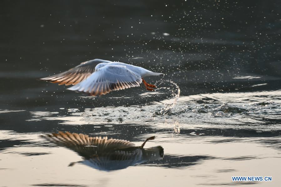 Ecological environment improved in Tianjin