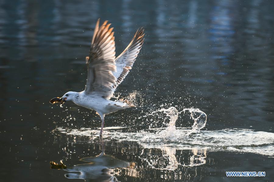 Ecological environment improved in Tianjin