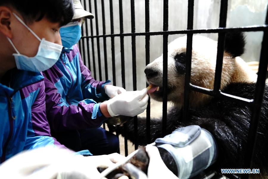 Routine health checks ensure physical health of giant pandas