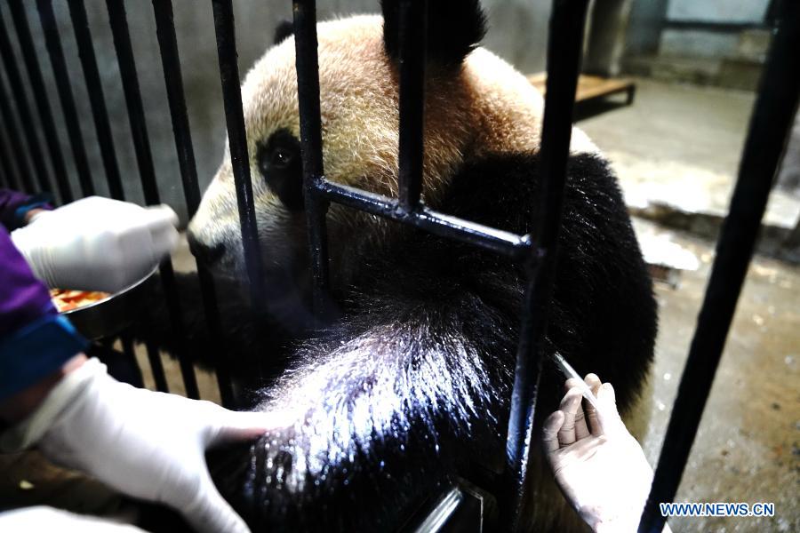 Routine health checks ensure physical health of giant pandas