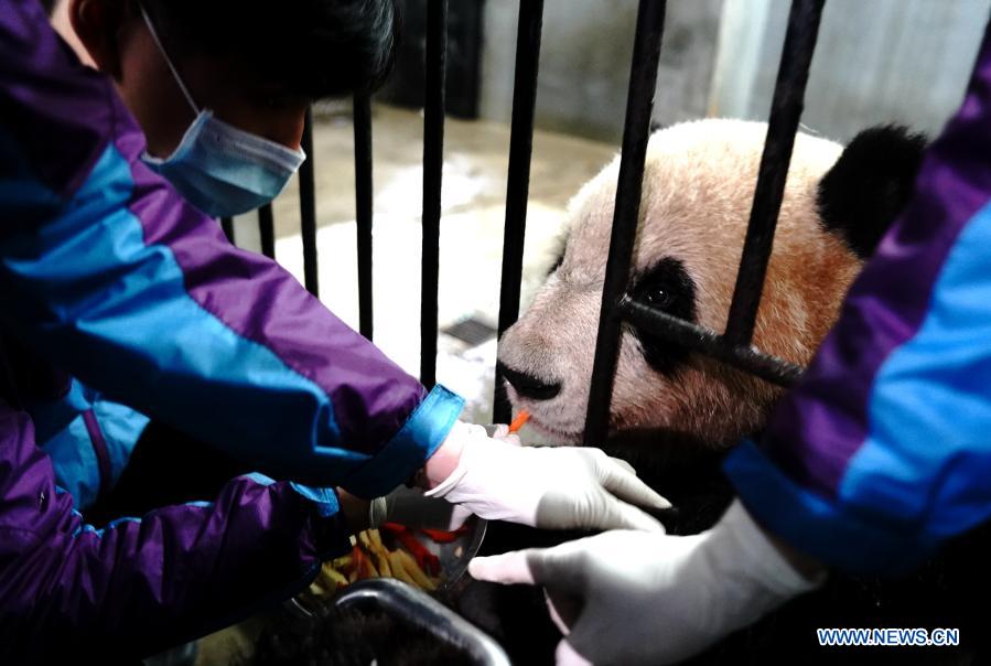 Routine health checks ensure physical health of giant pandas