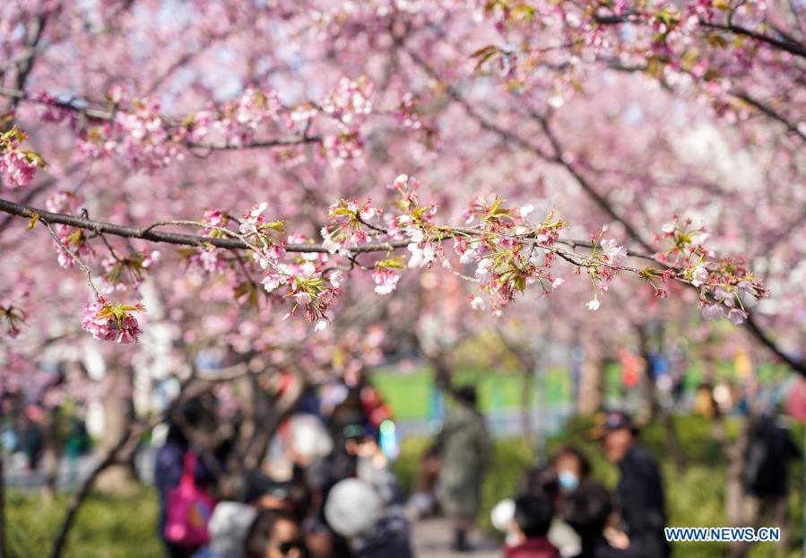 Spring scenery across China