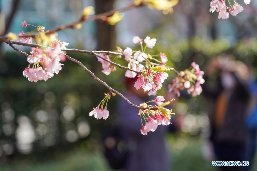 Spring scenery across China