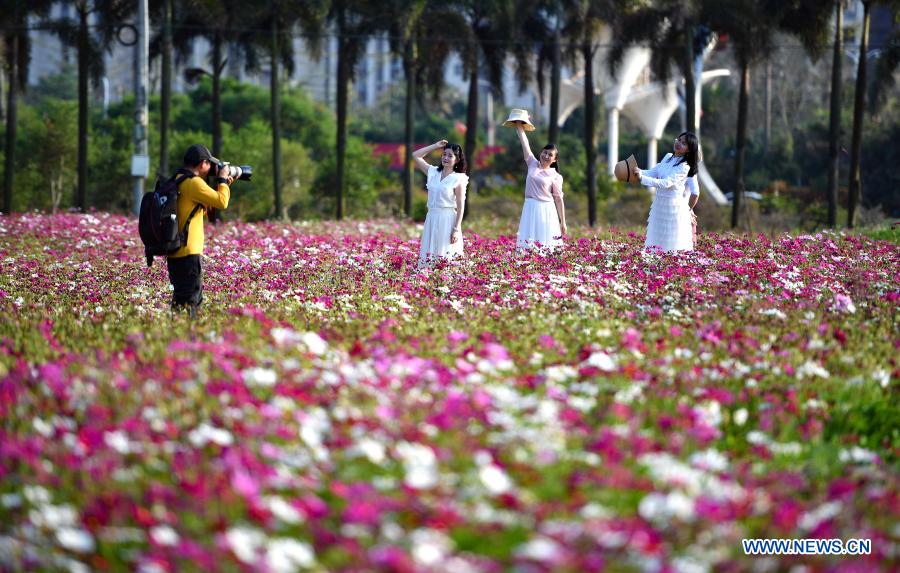 People take photos amid blooming flowers in Haikou, south China's Hainan