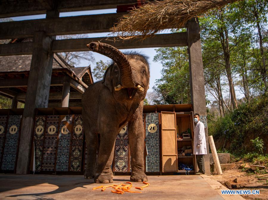 In pics: Asian elephants in Yunnan