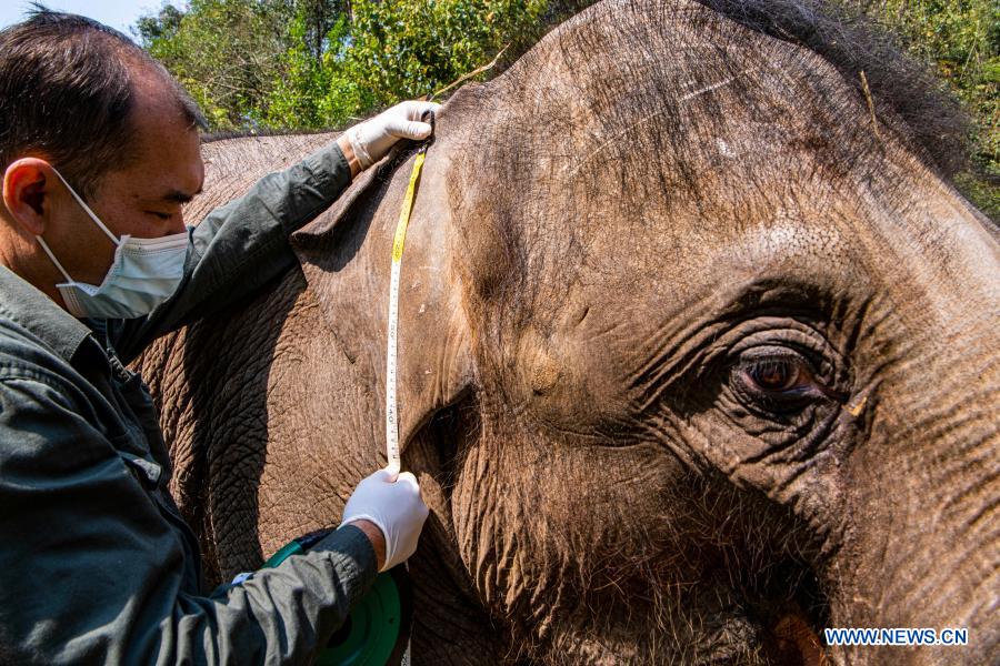 In pics: Asian elephants in Yunnan