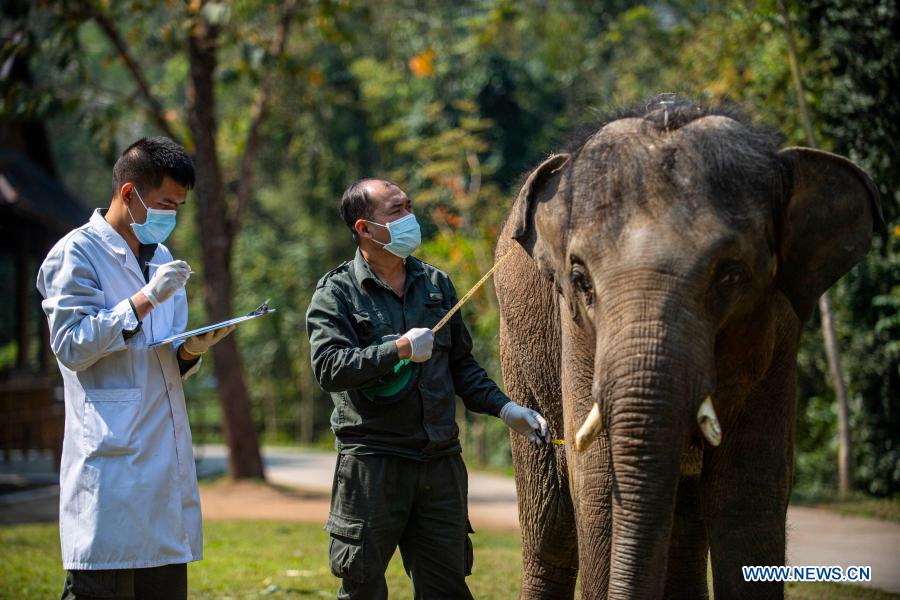 In pics: Asian elephants in Yunnan