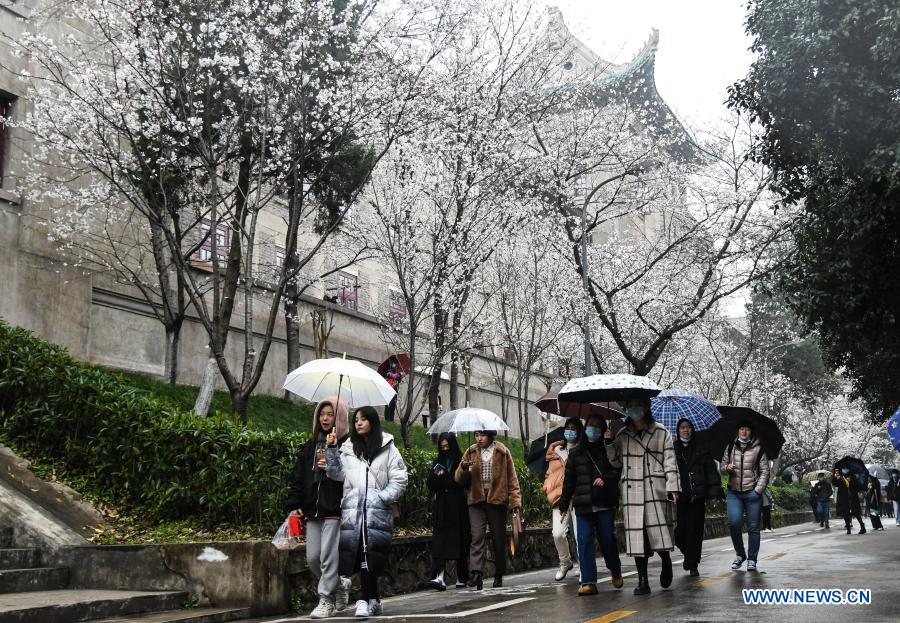 View of cherry blossoms in Wuhan