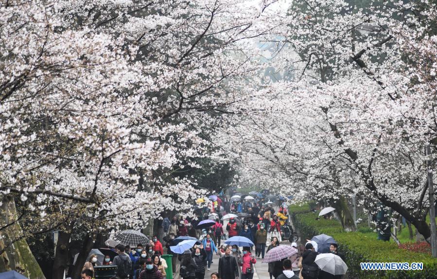 View of cherry blossoms in Wuhan