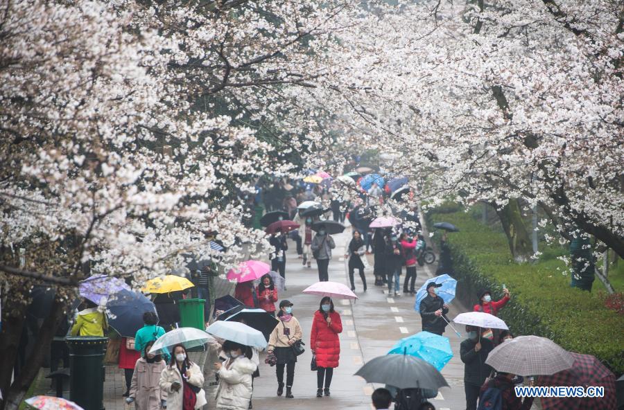 View of cherry blossoms in Wuhan