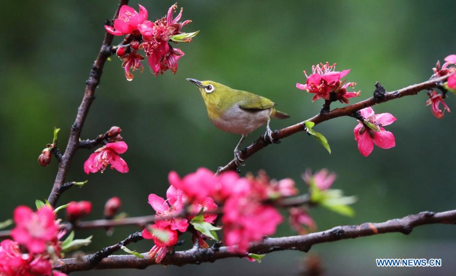 In pics: birds across China