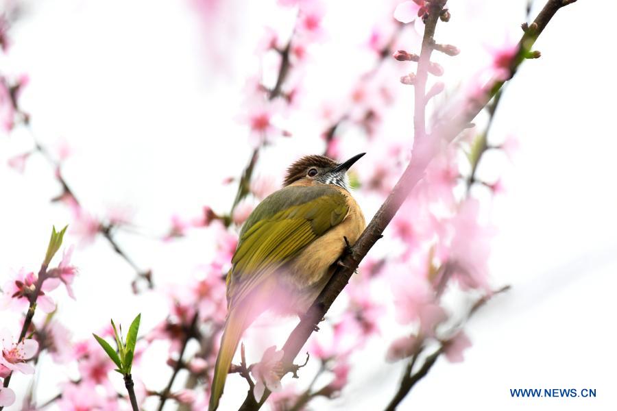 In pics: birds across China