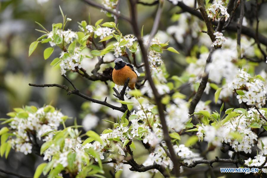 In pics: birds across China