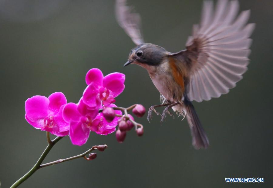 In pics: birds across China