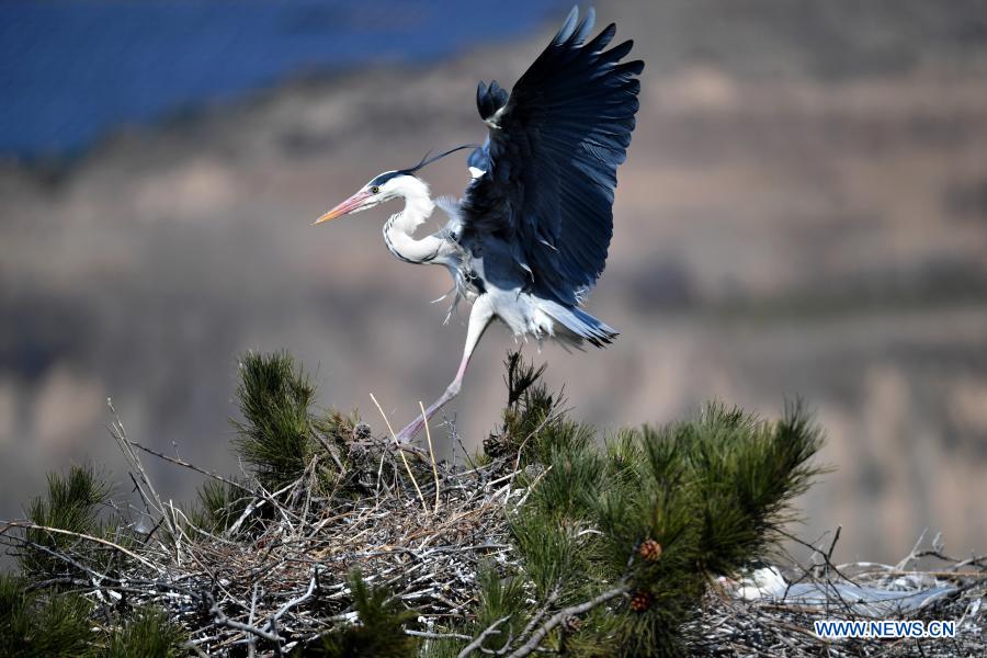 Herons seen in Lyuliang City, N China