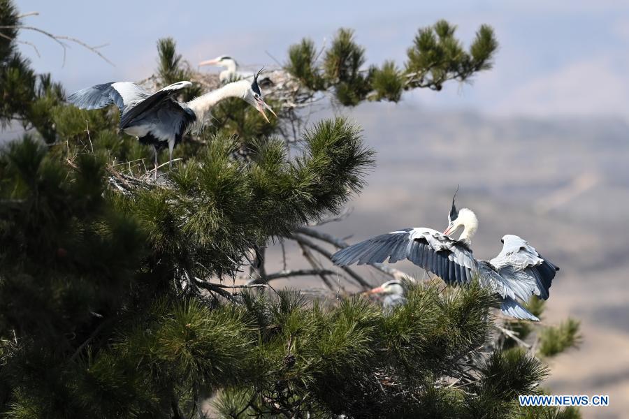 Herons seen in Lyuliang City, N China