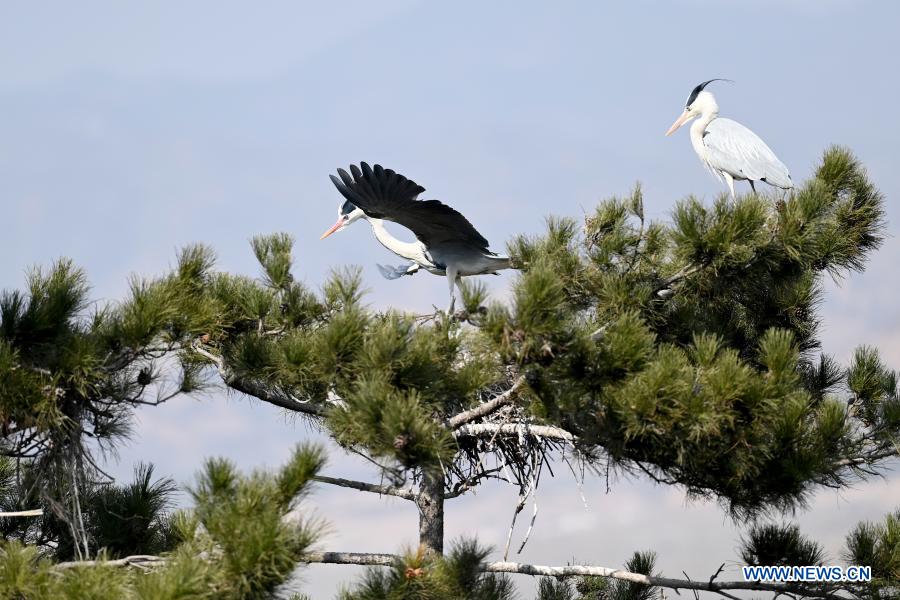 Herons seen in Lyuliang City, N China